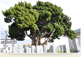 樹齢約400年のカイヅカイブキ